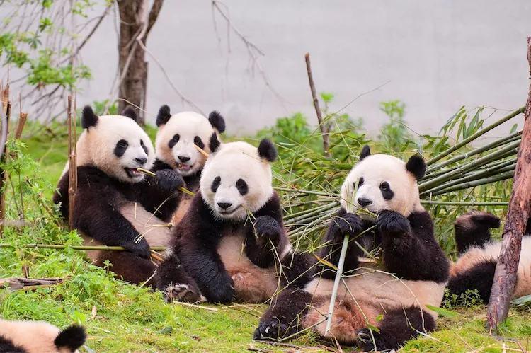 中国国宝——大熊猫