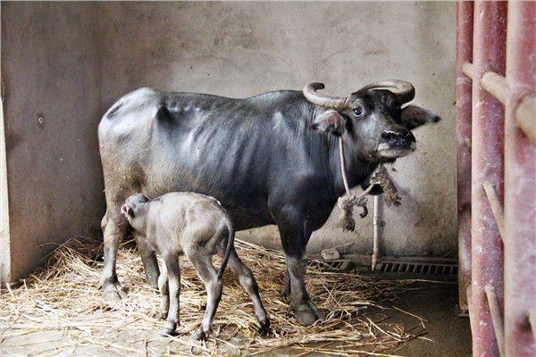 佛山生态农场饲养员做接生员帮牛妈妈生下重30公斤牛宝宝