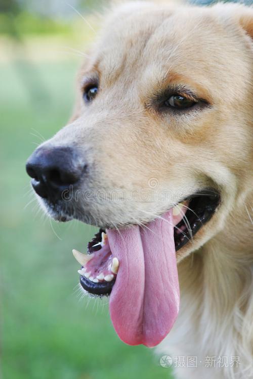 舌头伸出来的狗
