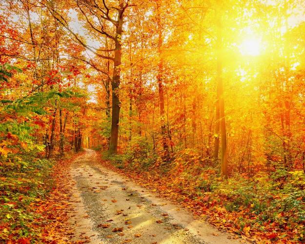 壁纸自然,道路,树木,叶子,光线,照片,秋季,森林