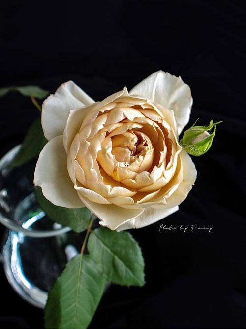 日本玫瑰|夏洛特佩里安