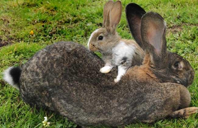 大流士兔子是什么品种?
