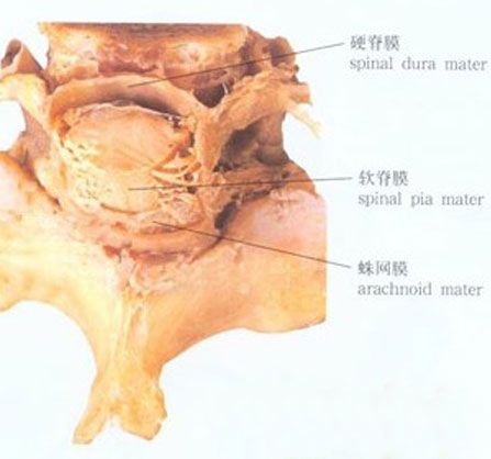 脊髓的被膜分布示意图人体解剖图