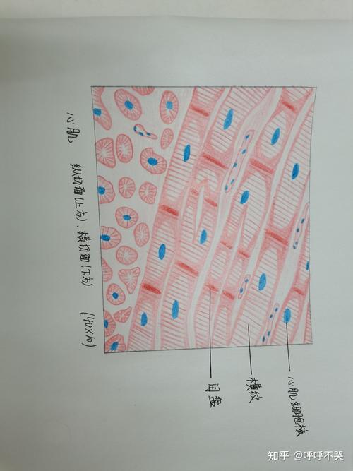组织学与胚胎学红蓝铅笔绘图