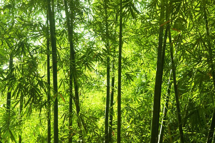 早晨的阳光与亚洲竹林绿色旅游风景竹子竹林缆车背景图片