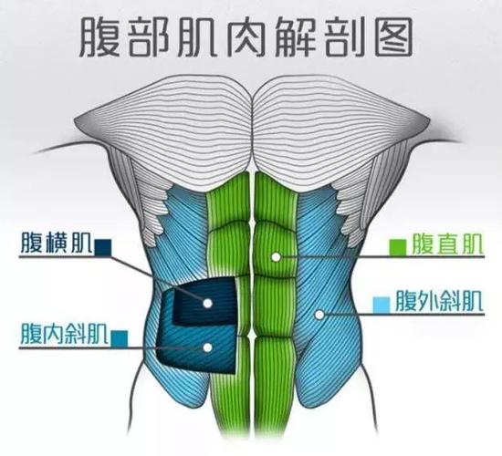 从腹肌结构上来看,主要包括腹直肌(上侧与下侧)与腹斜肌三个部位,所以