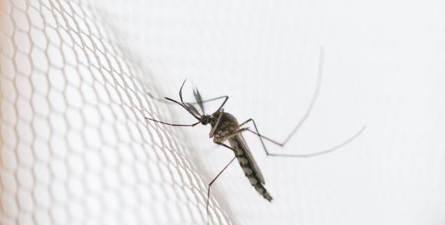 科学家在基因上有了新发现|蚊子|基因|雄性_新浪新闻