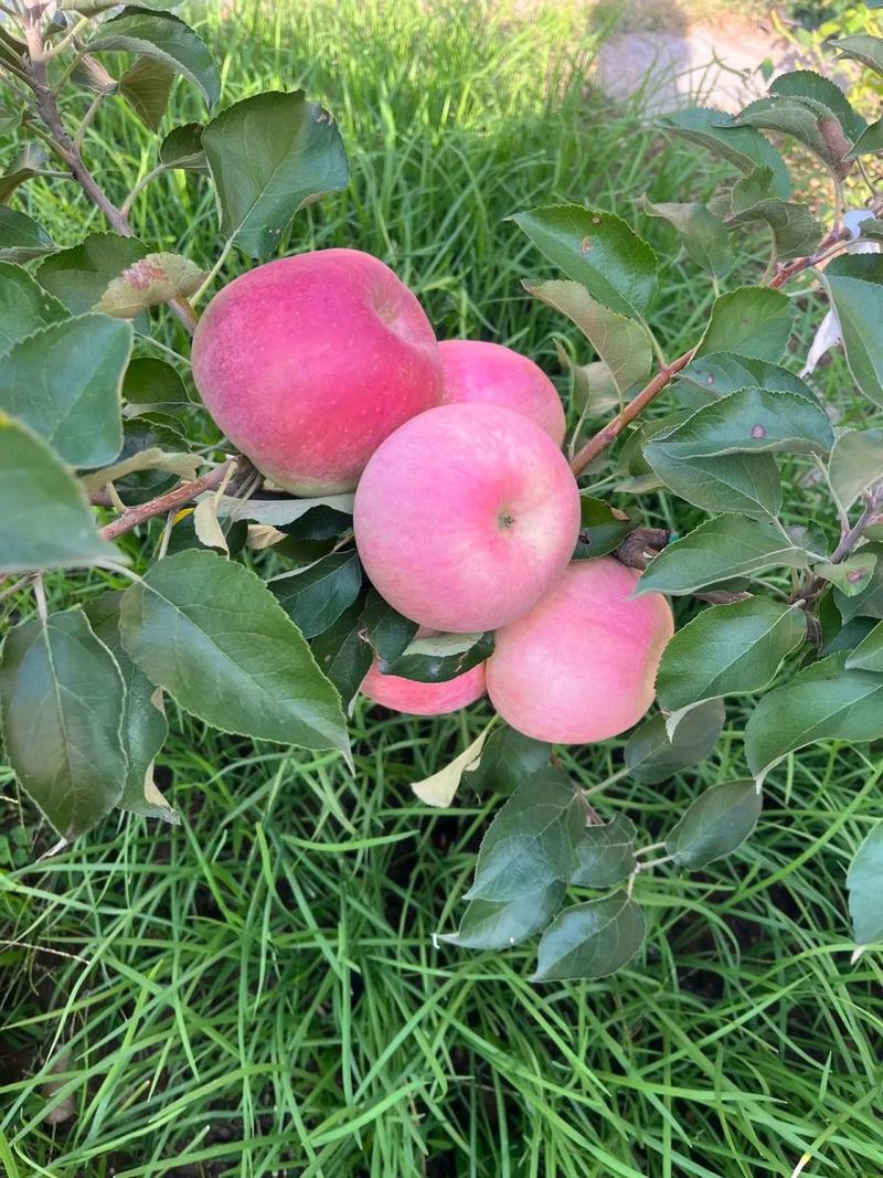 去年栽种的一颗苹果树,今年就收获了一树的果实,从春天的花到秋天的果