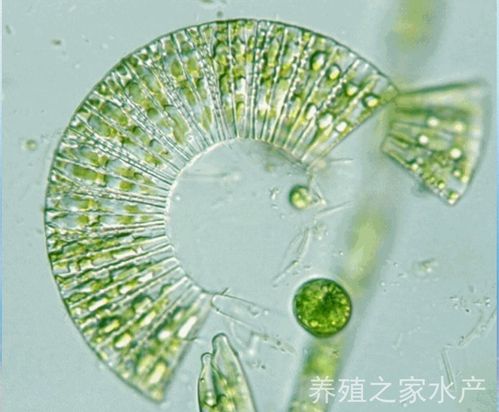 其它 实用微藻图谱(二) 硅藻门,蓝藻门 写美篇硅藻门 实用藻类图曾(三