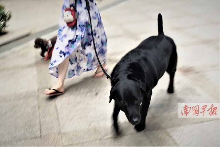 6时,南宁市荣和山水绿城小区内,一女士用绳子牵着条黑色的大狗散步