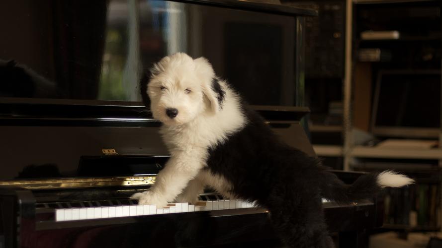 壁纸 可爱的狗弹钢琴,有趣的动物 3840x2160 uhd 4k 高清壁纸, 图片