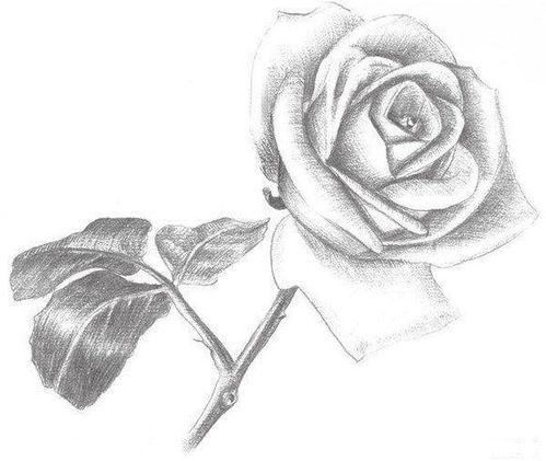 玫瑰的绘画教程寻一张俯视角度的玫瑰花的素描,需要简单的线条就行了