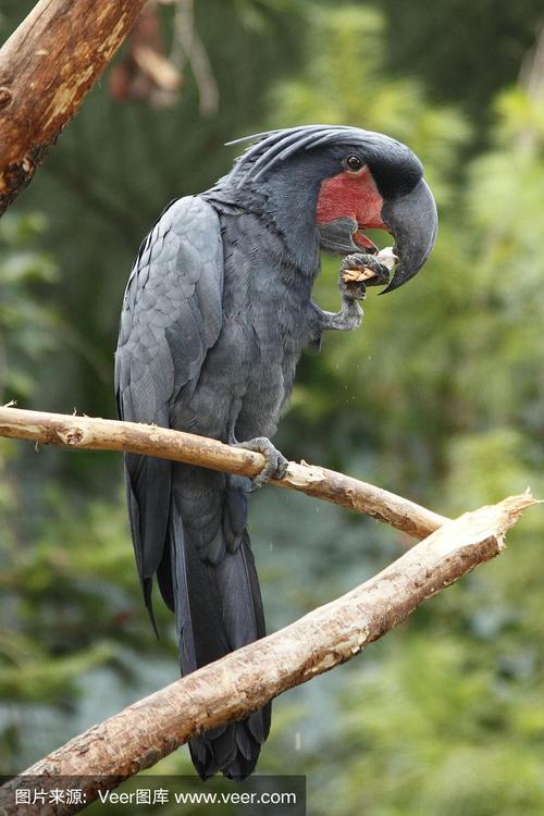 棕榈凤头鹦鹉