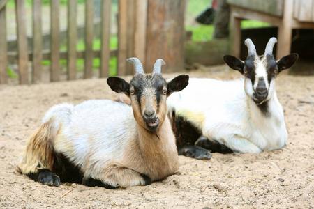 在村庄的山羊农场里的两只家养山羊,看着摄像机,在户外拍摄照片