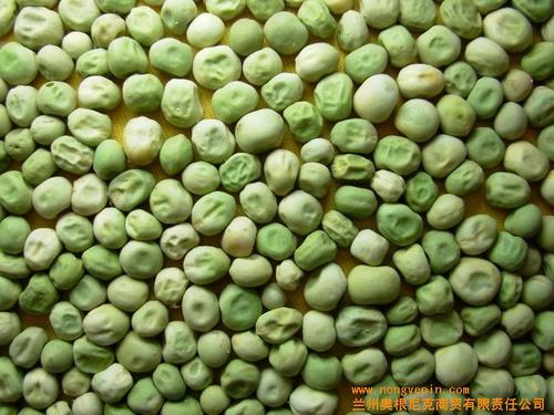 > 海南藏族绿色草原豌豆在菏泽的经销商