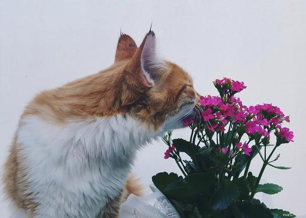 猫咪可以闻芍药的味道吗?