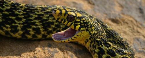 身体发黄的蛇是什么蛇