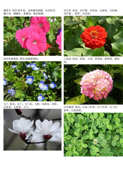 农村,园林常见100种花草植物-新.pdf 32页