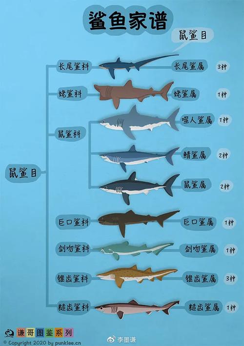 鲨鱼大家族分类鼠鲨目今天呢,咱们来聊聊鲨鱼家族中的……本