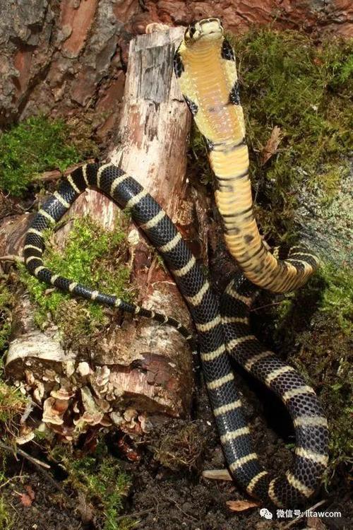 眼镜王蛇体色通常为黑色,米黄色,褐色,灰色等,身上还长有浅黄色的环纹