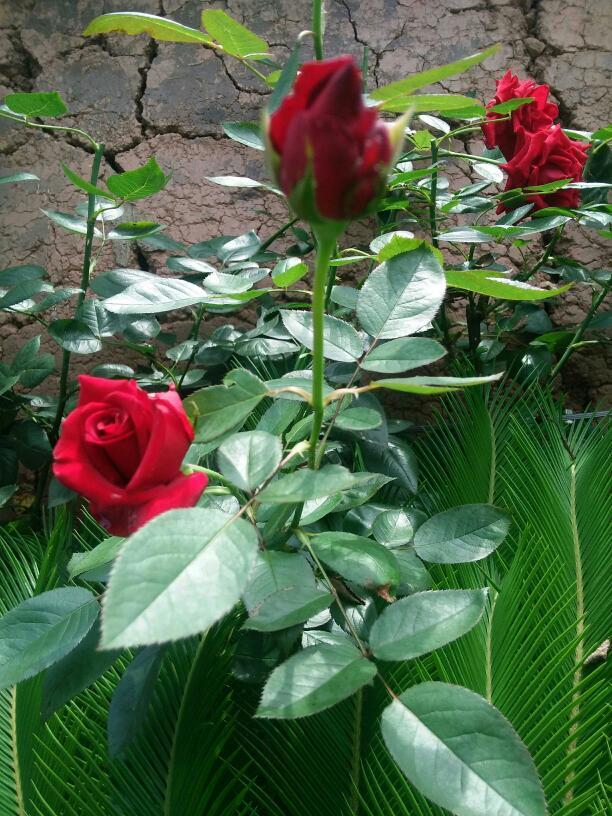 请问养花的朋友:这是同一株玫瑰花树,是什么原因引起开出大红和淡红
