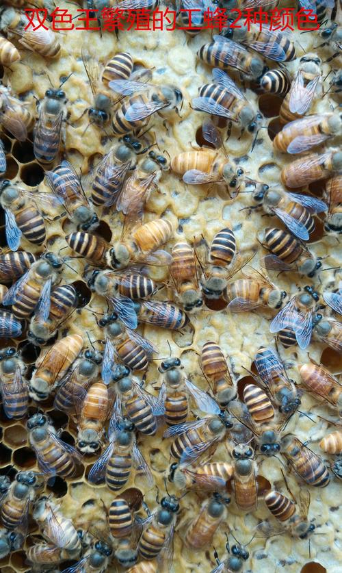 中蜂蜂王种王种高产蜜蜂蜂王活体产卵王双色杂交王蜜蜂群蓝丽雅杂交王