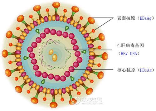 乙型肝炎病毒结构图