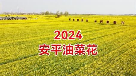 2024安平县油菜花赏花攻略