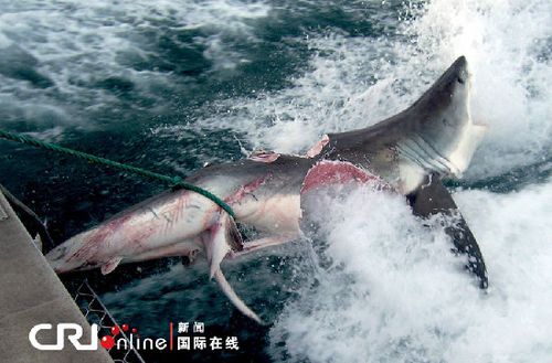 澳洲海域惊现几乎被撕咬成两半的大白鲨