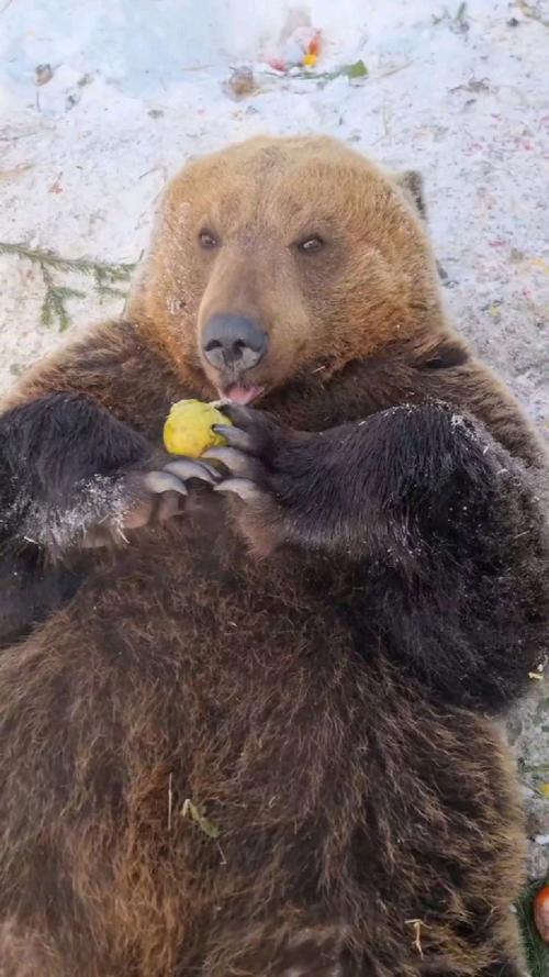 双手抱着水果吃的大棕熊