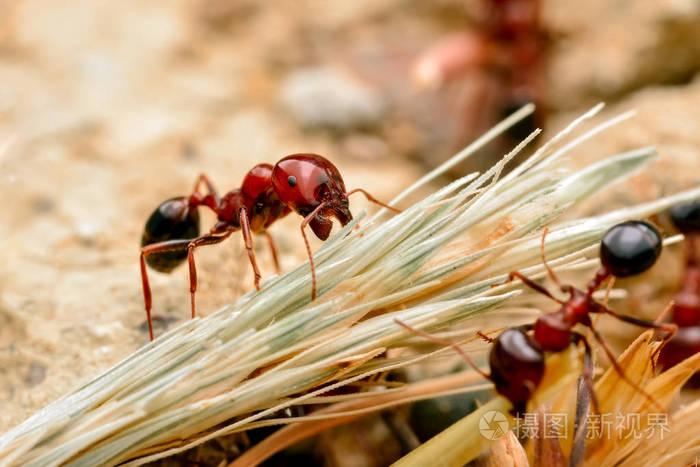 强壮的下颚的红蚂蚁特写