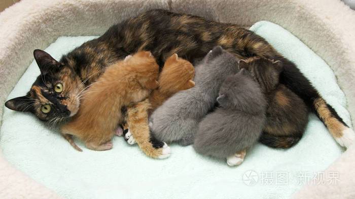 猫妈妈带着五只正在哺乳的小猫
