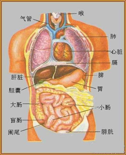 人体器官结构图位置简笔画