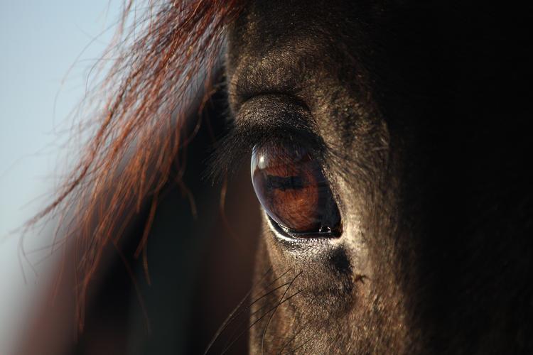 马,骏马,眼睛,马的眼睛,动物马的眼睛特写图片 马,骏马,眼睛,马的眼睛