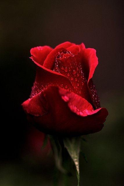 168牧卉 花卉种植 真正的玫瑰花图片大全  玫瑰花红色摄影花草,素材