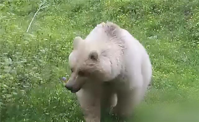 说到这里,不得不提到,一只名为"乔伊"的白色棕熊,棕熊乔伊被人们在