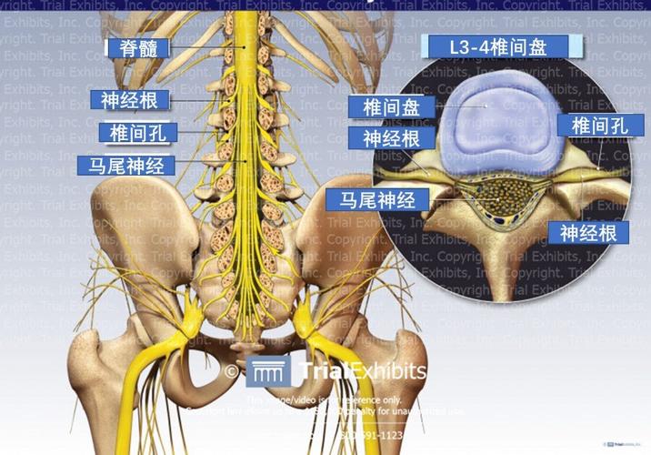 每一节腰椎水平都有相应的神经根从椎管内经过椎间孔发出,成为支配