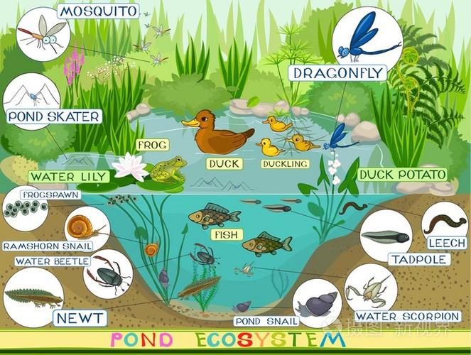 养鸭子的池塘生态系统