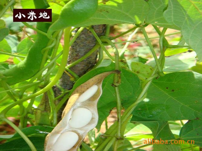 云南特产 白芸豆 大豆类五谷杂粮营养食用品