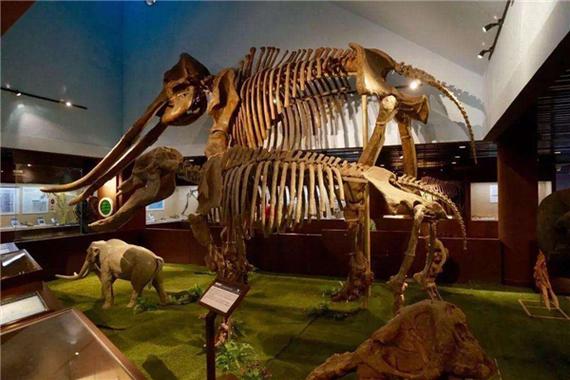 黄河象300万前被埋于黄河底牙齿占身体的一半长达4米