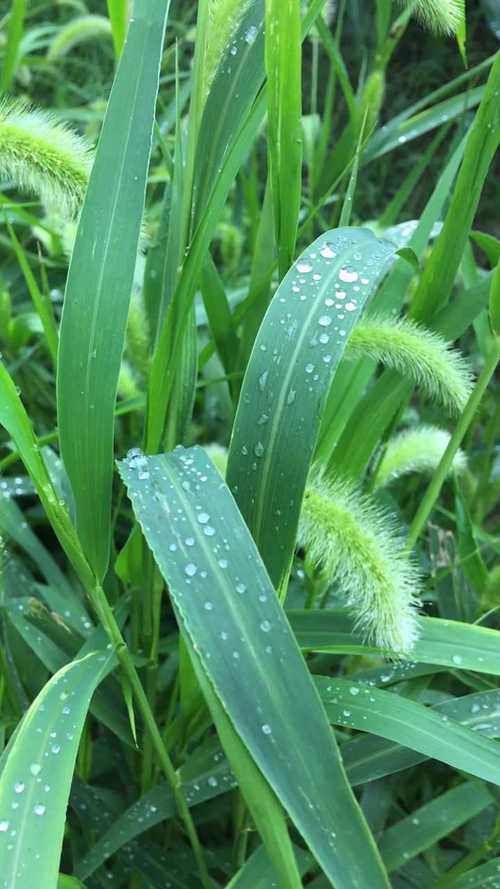 雨后的小草,绿色的生命