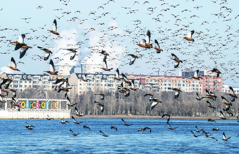 松花江吉林市河段都会吸引数万只水鸟来长白岛栖息