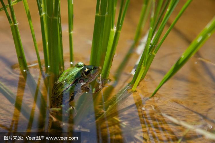 一只青蛙生活在日本的稻田里