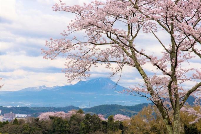 日本鸟取的梦幻樱花景点8选以大山和历史建筑为背景拍下樱花美景