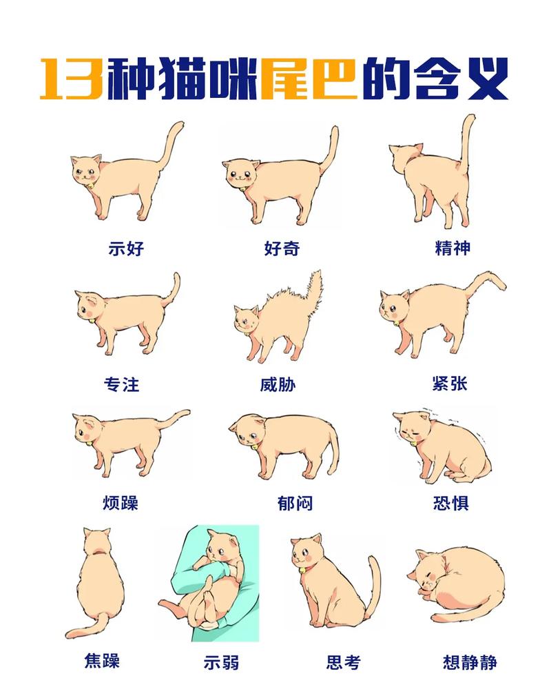 13种猫咪尾巴动作的含义,做最懂猫的铲屎官～#猫咪 #猫 # - 抖音