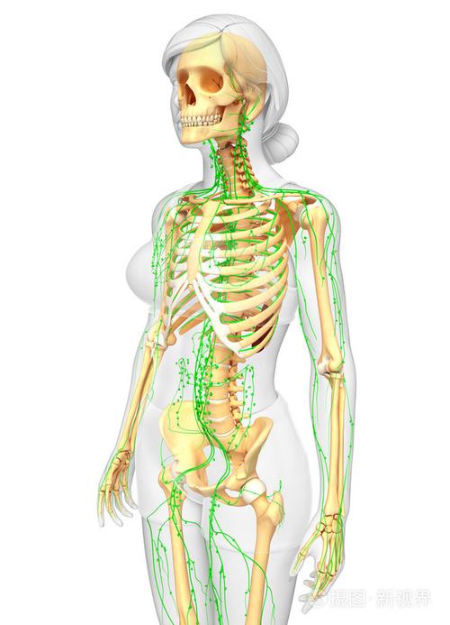 淋巴系统的女性骨架图稿