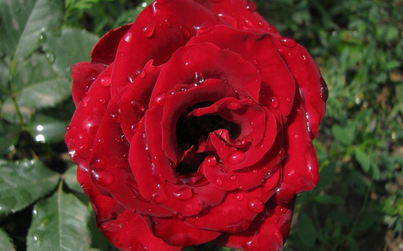 与牡丹不同的是,玫瑰花显得比较唯美红玫瑰 首页 电脑壁纸 手机壁纸