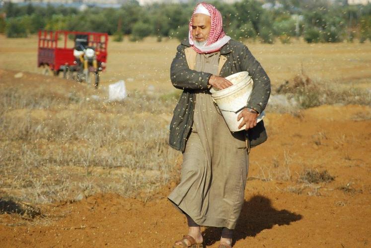 上图:加沙地带的巴勒斯坦农夫在撒种.