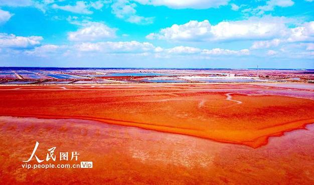 山东东营:湿地"红妆"|东营市|刘智峰|山东省_网易订阅