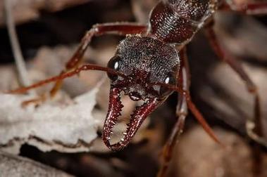 世界上最有毒的十种蚂蚁(可以轻易杀死一头牛)(4)